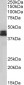 Goat Anti-HLA-B Antibody (internal region)